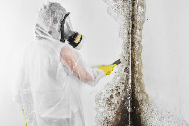 Reliable Martinez, CA Mold Remediation Solutions
