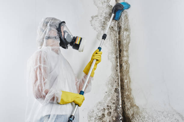 Best Crawl Space Mold Remediation in Martinez, CA