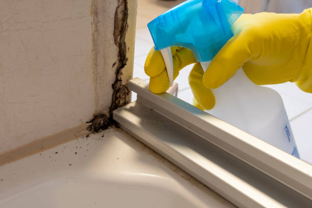 Best White Mold Remediation in Martinez, CA