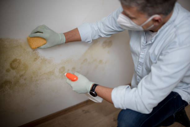 Best Residential Mold Remediation in Martinez, CA