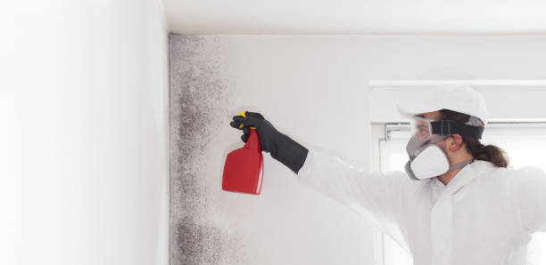 Best Black Mold Remediation in Martinez, CA
