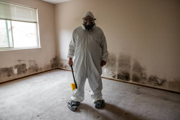 Best Attic Mold Remediation in Martinez, CA