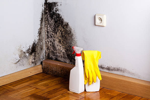 Best Mold Testing and Inspection Services in Martinez, CA