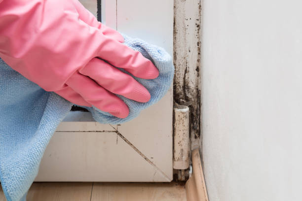 Best Preventive Mold Services in Martinez, CA